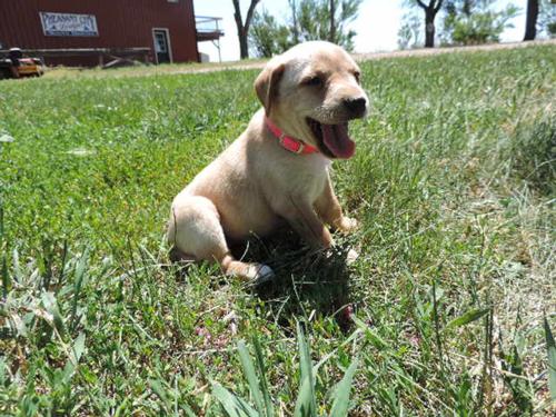 Yellow Girl with Red and White Markings