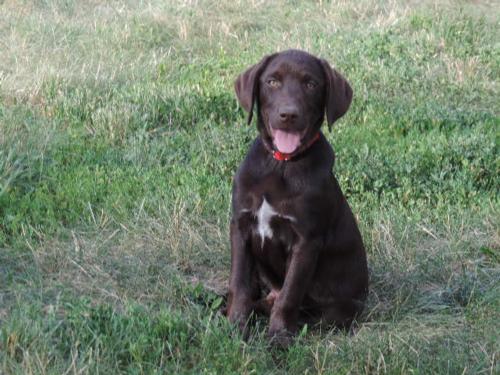 Chocolate Male w White on Chest