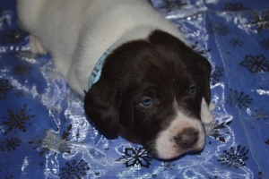 Chocolate White Male