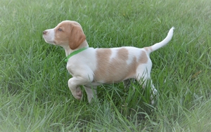 Red and White Female
