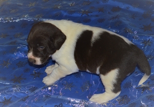 Chocolate White Male