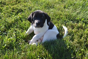 Black and White Spotted Female