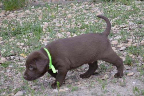 Chocolate Male
