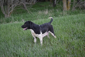 Dottie