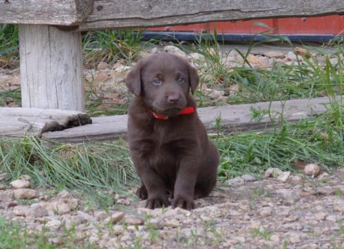 Chocolate Male