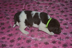 Chocolate White Female
