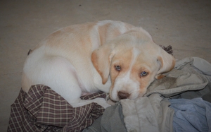 White / Light Yellow  Male Blue eyes