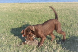 Chocolate Male