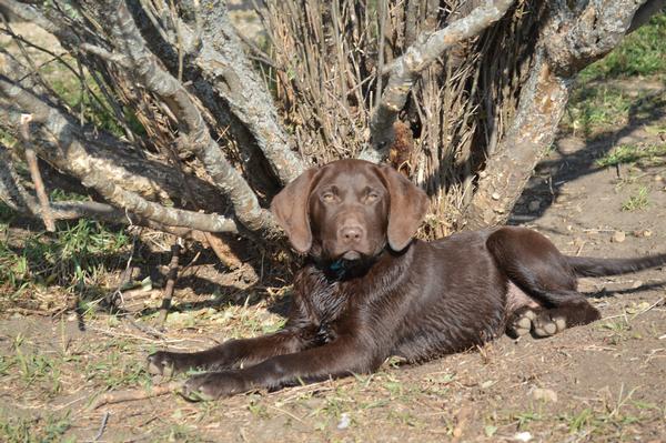 Chocolate Female with White Strip