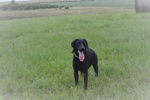 Solid Black Female 