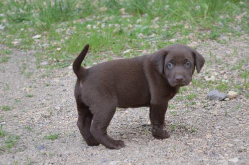 Chocolate Female