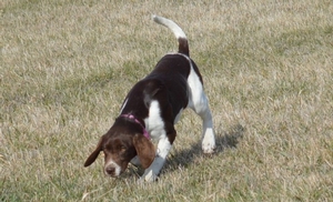 Chocolate and White Female Hybrid Retriever
