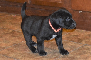 Black Male
