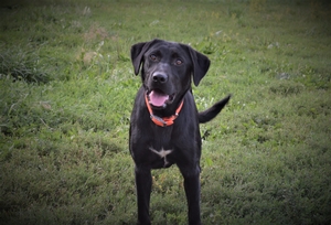 Black Male 