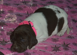 Chocolate White Female