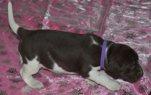 Chocolate White Female