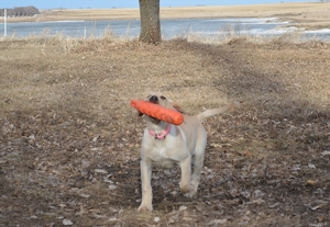 Yellow Female Puppy