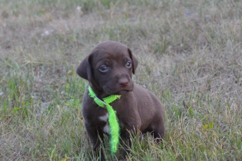 Chocolate Male with White Patch