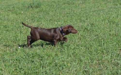 Chocolate Female