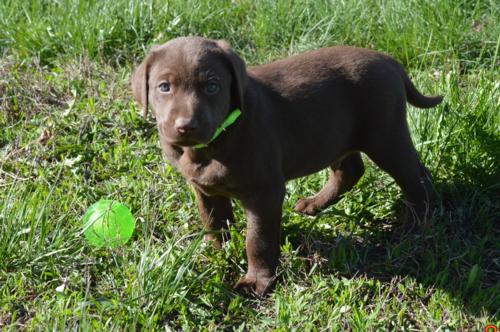 Chocolate Male