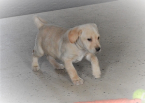 Yellow Female