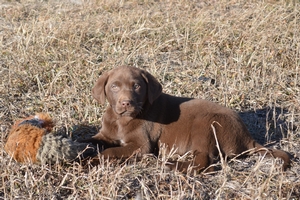 Chocolate Male with Green Eyes
