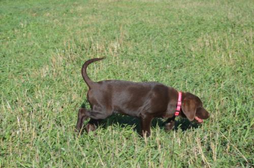 Chocolate Female