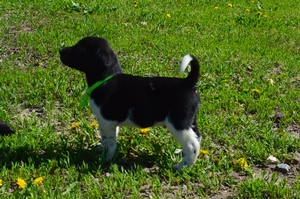 Black Female White 