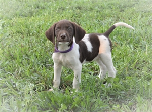 Chocolate White Male