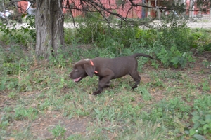Chocolate Male
