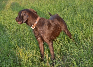 Chocolate Female