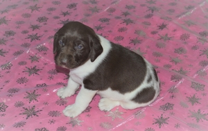 Chocolate White Female