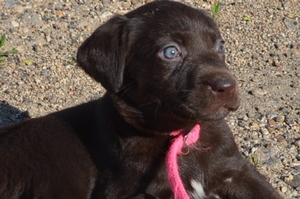 Chocolate Female with Whiite 