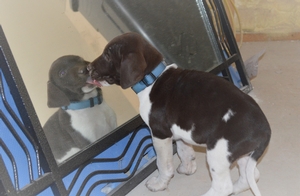 Chocolate and White Hybrid Retriever