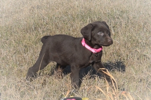 Chocolate Female
