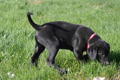 Black Female
