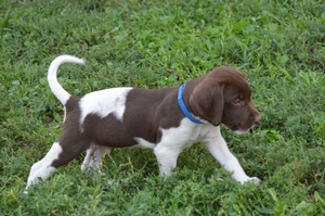 Chocolate White Male