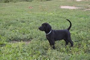 Black Female