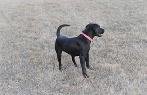 Black Female 