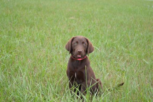 Chocolate Male