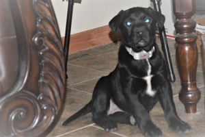 Black Female