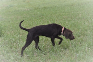 Chocolate Female