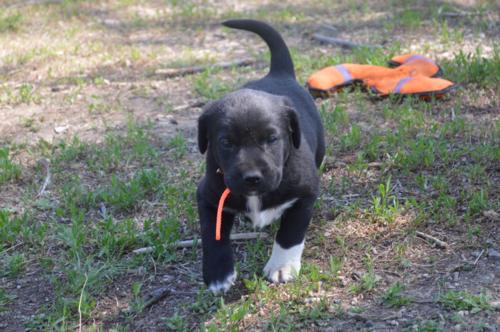Black Male w White Foot