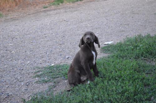 Chocolate Male