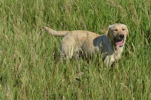 Chloe