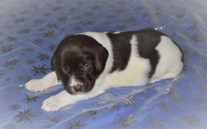 Chocolate White Male