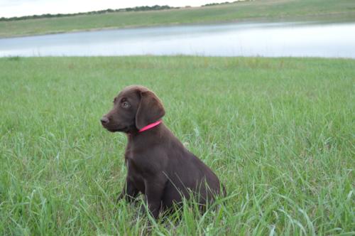 Chocolate Female with small white dot