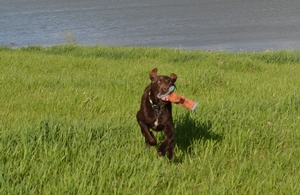 Chocolate Male Labrador Puppy