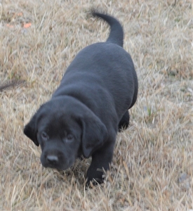 Black Male