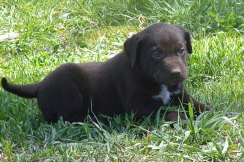 Chocolate Male
